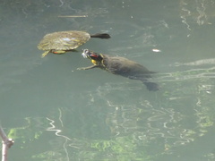 Trachemys scripta elegans