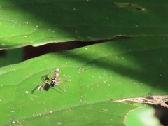 Emertonius exasperans