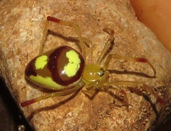 Spintharus davidattenboroughi