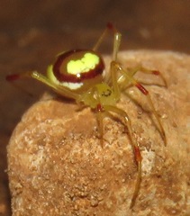 Spintharus davidattenboroughi