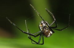 Leucauge regnyi