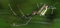 Leucauge regnyi