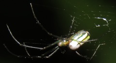 Leucauge regnyi