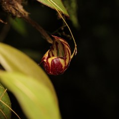 Lepanthes ribes