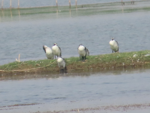 iNaturalist: (c) Shilpa Gadgil, some rights reserved (CC BY-NC), uploaded by Shilpa Gadgil iNaturalist image