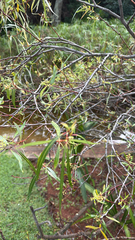 Salix mucronata, photograph (c) alanbedfordshaw, some rights reserved (CC BY-SA)
