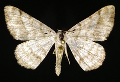 Digrammia denticulata
