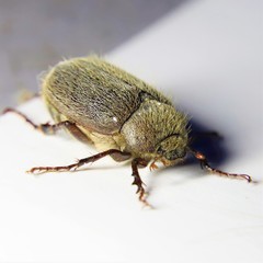 Phyllophaga crenulata