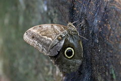 Caligo telamonius menus