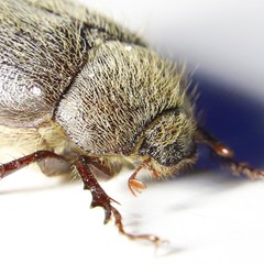 Phyllophaga crenulata