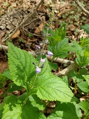 Salvia urticifolia