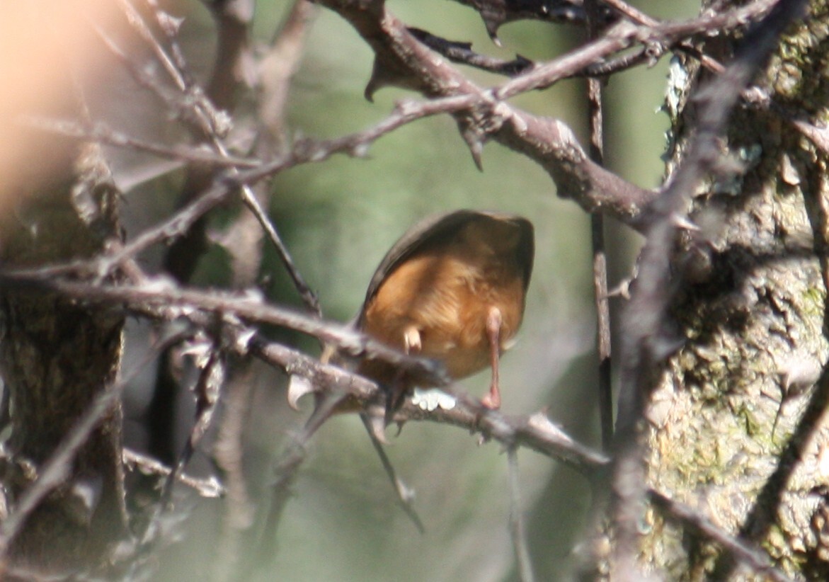 Long-billed Crombec (Sylvietta rufescens), photo 3