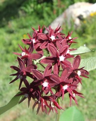 Asclepias melantha
