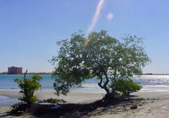 Maytenus phyllanthoides