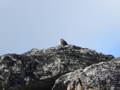 Phacellodomus striaticeps