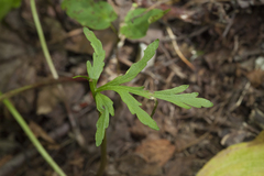 Botrychium lanceolatum