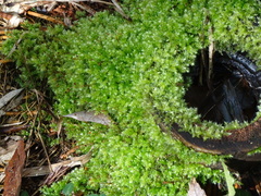 Bryophyta