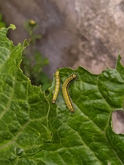 Ascia monuste orseis