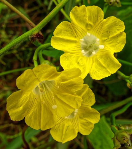 Merremia hederacea, photograph 2