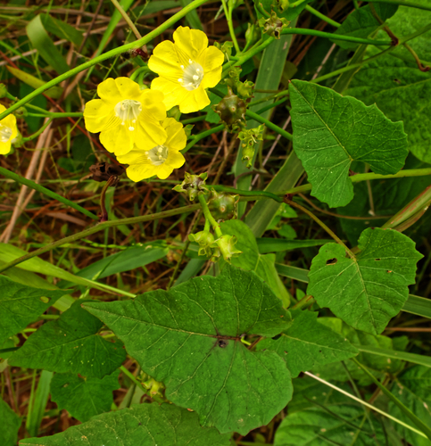 Merremia hederacea, photograph 3