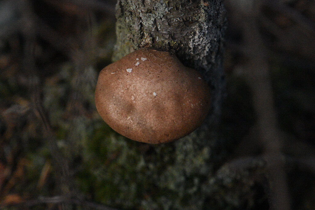 Fomitopsis betulina · April 2026 · photo: © marina_sad (iNaturalist, cc-by)
