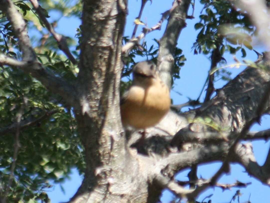 Long-billed Crombec (Sylvietta rufescens), photo 4