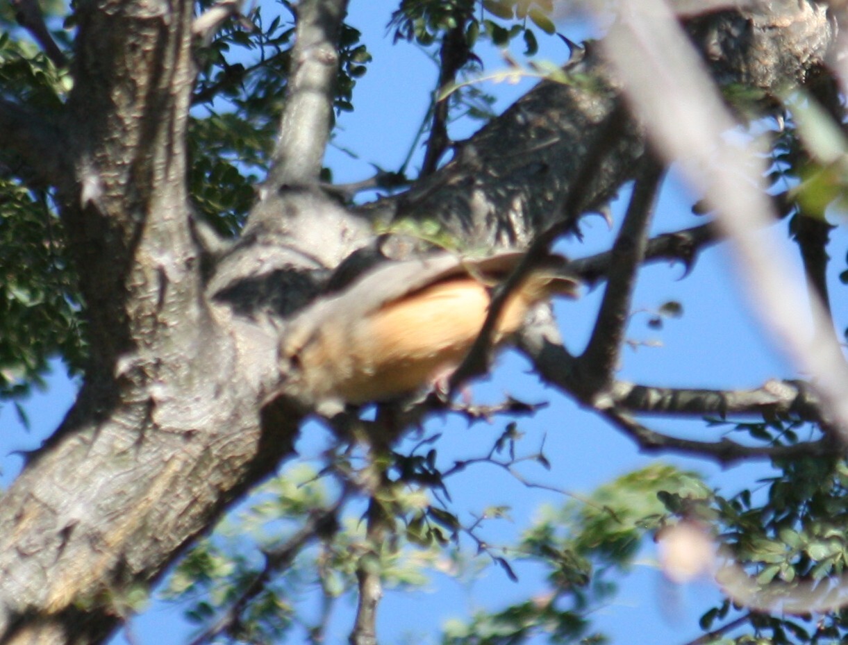 Long-billed Crombec (Sylvietta rufescens), photo 10