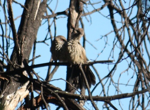 Arrow-marked Babbler (Turdoides jardineii), photo 8