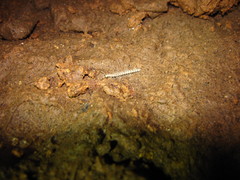 Speodesmus bicornourus