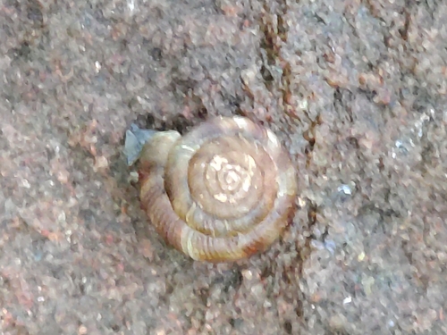 Gonyodiscus rotundatus