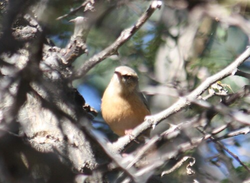 Long-billed Crombec (Sylvietta rufescens), photo 8