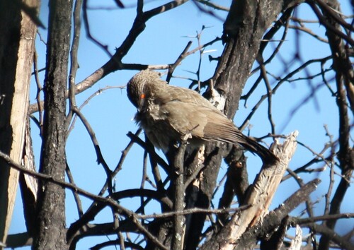 Arrow-marked Babbler (Turdoides jardineii), photo 9