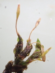 Ulota drummondii