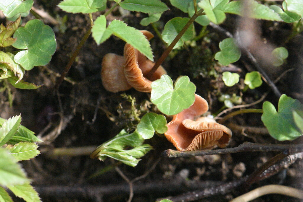 Tubaria furfuracea · April 2026 · photo: © marina_sad (iNaturalist, cc-by)