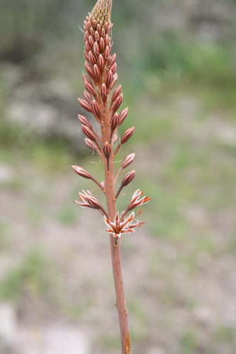 Eremurus regelii, photograph 4