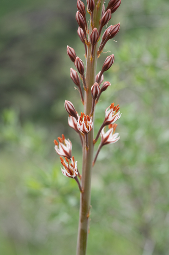 Eremurus regelii