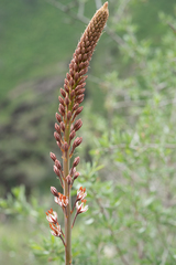 (c) Morten Ross, some rights reserved (CC BY) Eremurus regelii, photograph (c) Morten Ross, some rights reserved (CC BY)
