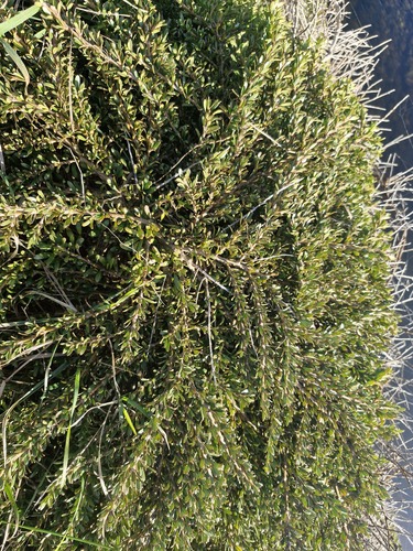 Coprosma × kirkii, photograph 5