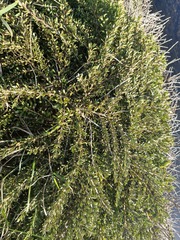 Coprosma × kirkii, photograph (c) Emily Roberts, some rights reserved (CC BY)