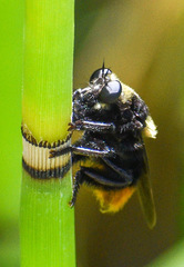 Mallophora ruficauda