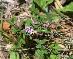 Chamaecytisus purpureus