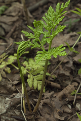 Sceptridium robustum