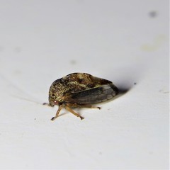 Xantholobus