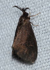 Cryptothelea gloverii