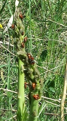 Crioceris quinquepunctata