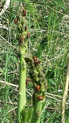 Crioceris quinquepunctata