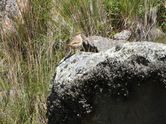 Upucerthia validirostris