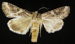 Trichordestra liquida