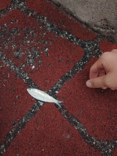 Fimbriated sardine (Sardinella fimbriata) — Clupeidae