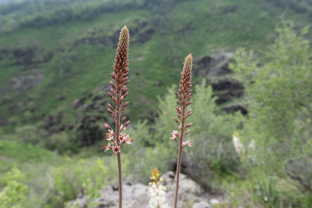 Eremurus regelii; photograph (c) Morten Ross, some rights reserved (CC BY)